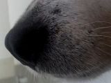 The YouTube dog at 720p, the highest resolution available until now