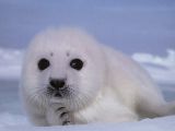 Cute baby seal is cute
