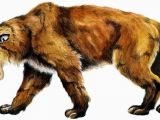 Artist's depiction of a saber-toothed cat