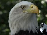 Bald eagle with 4K camera getting ready for an Assassin's Creed Syndicate moment