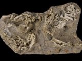 Baby dinosaur skeletons embedded in rock