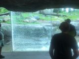 The bear almost destroyed the glass pane
