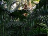 BlackBerry PRIV photo sample - inside botanical garden