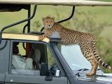 The encounter happened in Kenya's Masai Mara reserve