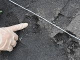 The footprint left behind by the alleged chupacabra