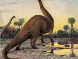 Artist's rendering of Brontosaurus