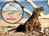 The bone discovered by the University of Queensland researchers is an osteoderm