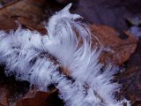 A fungus growing on tree branches helps create hair ice