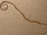 The 110-million-year-old snake skeleton