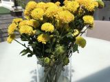iPhone 7 Plus flowers photo test 1