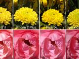 iPhone 7 Plus vs. HTC U11 vs. Pixel XL vs. Xperia XZ Premium flowers photo test