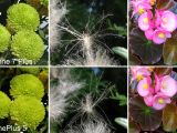OnePlus 5 vs. iPhone 7 Plus flower photo test
