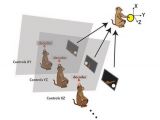 Monkeys made to synchronize brain activity to move virtual arm