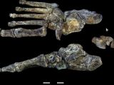 Homo naledi foot