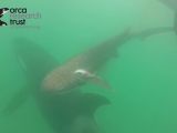 Orcas in New Zealand often hunt sharks
