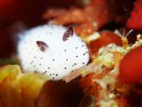 The sea slugs populate Japan's coastal waters