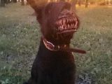 The muzzles make regular pooches look like werewolves