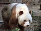 Brown and white pandas are a rare sight