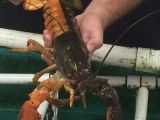 The lobster is as rare as 1 in 50 million