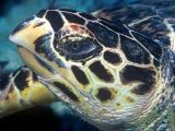 These sea turtles have hawk-like beaks
