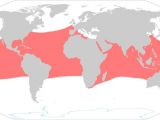 The global distribution of hawksbill sea turtles
