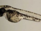 A zebrafish larva