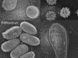 The four families of giant viruses that have so far been identified
