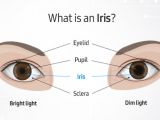 Explanation of an iris