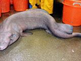 The false catshark captured in Scottish waters
