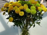 Huawei P10 Lite flower test photo #1