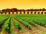 Certain vineyards produce wines containing higher arsenic levels