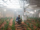 Astronaut Mark Watney (Matt Damon) tries to water his potato crops