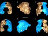 Fragments of Homo naledi