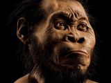 Artist's rendering of Homo naledi