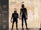 Homo naledi compared to other Homo species
