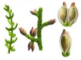 Illustration shows the plant, its fruits and its seeds