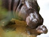 Recently, the baby hippo enjoyed his first swim